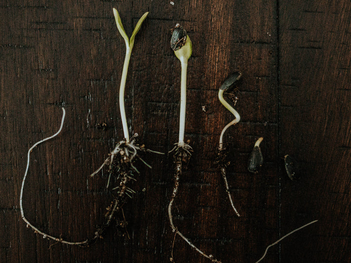 Everything You Need to Know About Microgreens