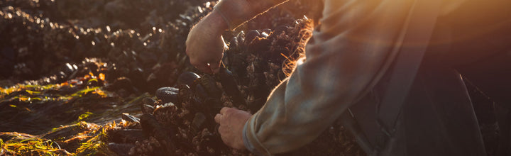 Shellfish & Seaweed Foraging Tips and Tricks